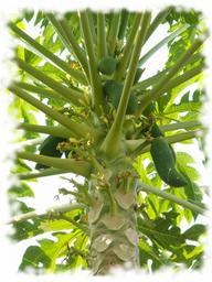 Cliquez pour agrandir l'image Cliquez pour agrandir l'image