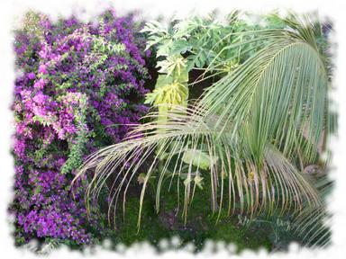 Cliquez pour agrandir l'image Cliquez pour agrandir l'image