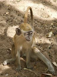 Cliquez pour agrandir l'image